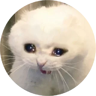 😿 emoji Грустные киси Telegram sticker 14 of 21