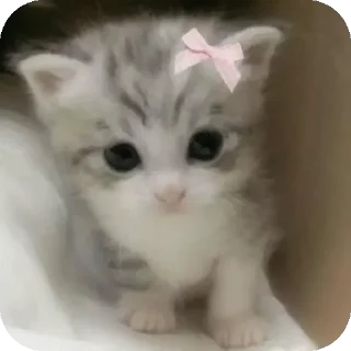 🐱 emoji ЭЩКЕРЕЕЕ Telegram sticker 15 of 20