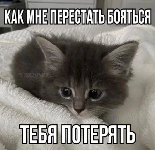🌟 emoji каты Telegram sticker 22 of 35