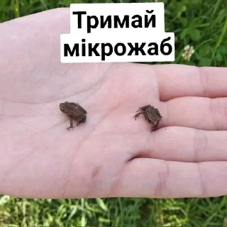🐸 emoji Всьо так па дамашнєму Telegram sticker 12 of 64