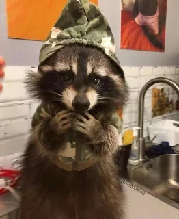 Sticker from raccoons 🦝