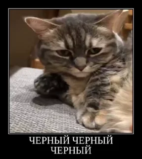 👍 emoji Ебучий кот 3 Telegram sticker 5 of 120
