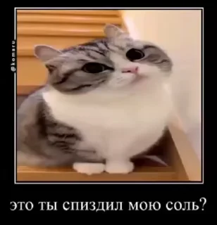 😼 emoji Ебучий кот 3 Telegram sticker 23 of 120