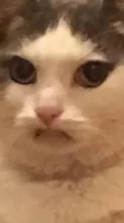 😟 emoji мемы с котами Telegram sticker 20 of 114