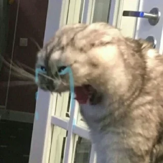 😭 emoji мемы с котами Telegram sticker 16 of 114