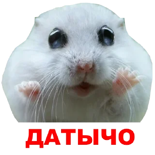 ☹️ emoji @TVstickers Hamster Telegram sticker 8 of 42