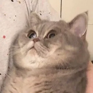 😳 emoji мемы с котами Telegram sticker 8 of 114