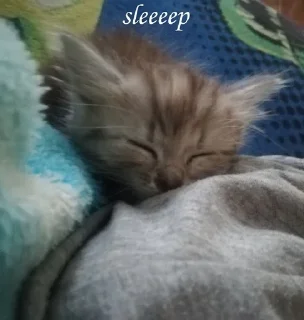 😴 emoji котёночки поли Telegram sticker 6 of 11