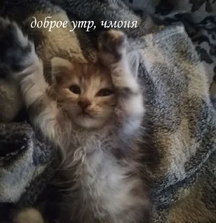 🙇‍♀ emoji котёночки поли Telegram sticker 5 of 11