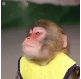 😕 emoji Big Monkeys Pack 3 Telegram sticker 21 of 25