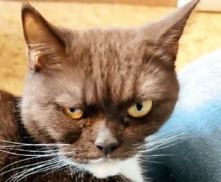 🤨 emoji Матильда жаждет твоей крови Telegram sticker 22 of 25