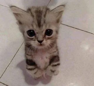 😦 emoji Котики ^•^ Telegram sticker 6 of 94