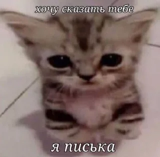 Sticker from заходи @i_gay97542