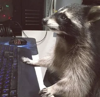 Sticker from racoon