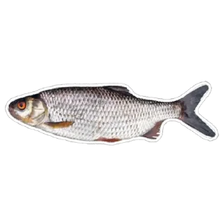 🐟 emoji трк Telegram sticker 16 of 33