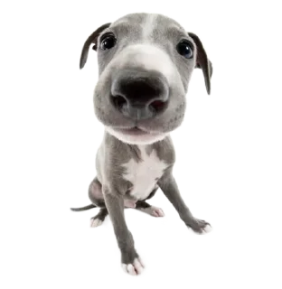 🐮 emoji ۰. ݁⸙ animals ִֶָ by @m2e58l Telegram sticker 10 of 32
