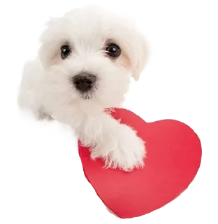 🐮 emoji ۰. ݁⸙ animals ִֶָ by @m2e58l Telegram sticker 19 of 32
