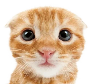 🐮 emoji ۰. ݁⸙ animals ִֶָ by @m2e58l Telegram sticker 23 of 32