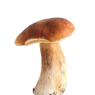 🌳 emoji Стики влада Telegram sticker 6 of 53