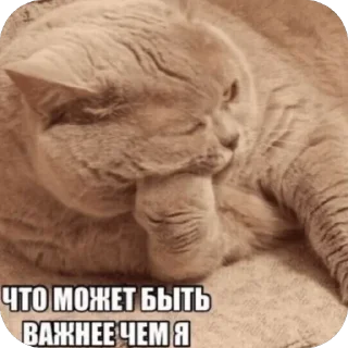Sticker from Мемы и Коты