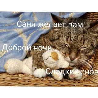 🐱 emoji Санечка UWU Telegram sticker 19 of 27