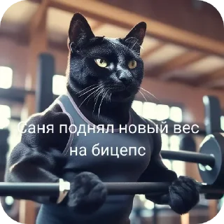 🐱 emoji Санечка UWU Telegram sticker 14 of 27