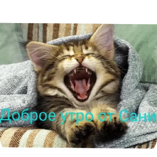 🐱 emoji Санечка UWU Telegram sticker 20 of 27