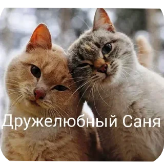 🐱 emoji Санечка UWU Telegram sticker 9 of 27