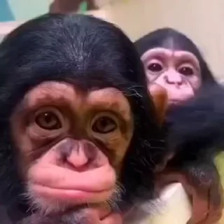 🌟 emoji MonkeyZ 4 by @ponmonkygifs Telegram sticker 16 of 68