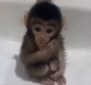 🌟 emoji MonkeyZ 4 by @ponmonkygifs Telegram sticker 12 of 68