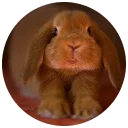 🐰 emoji Хитрый кролик Telegram sticker 9 of 74