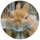 🤔 emoji Хитрый кролик Telegram sticker 12 of 74