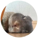 😟 emoji Хитрый кролик Telegram sticker 18 of 74