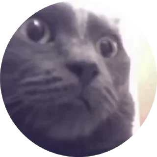 🌟 emoji 🐈🐈 Telegram sticker 9 of 17
