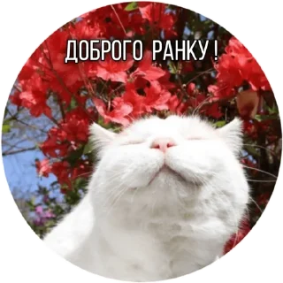 Sticker from Котик