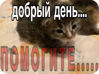 🌟 emoji Котики в суицидальной агонии Telegram sticker 5 of 40