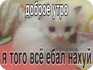 🌟 emoji Котики в суицидальной агонии Telegram sticker 19 of 40