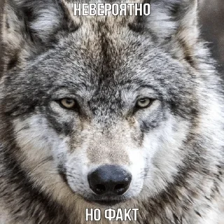 ☝️ emoji Волчья мудрость ☝️☝️☝️ (матершинное) Telegram sticker 9 of 102