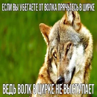☝️ emoji Волчья мудрость ☝️☝️☝️ (матершинное) Telegram sticker 20 of 102