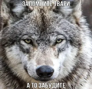 ☝️ emoji Волчья мудрость ☝️☝️☝️ (матершинное) Telegram sticker 6 of 102