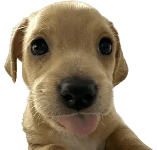 😛 emoji мама папа криминал Telegram sticker 6 of 70