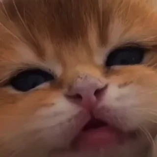 🥺 emoji мэн Telegram sticker 11 of 42
