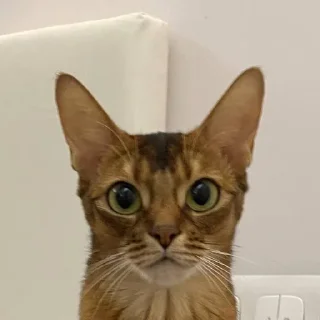 😼 emoji Ириска фотки😺😺😺 Telegram sticker 16 of 57