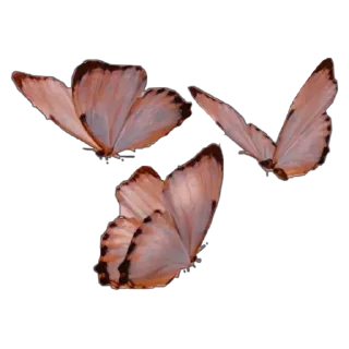 🦋 emoji ᜊ:neko ˖⋅「 @wexsavi  」 Telegram sticker 6 of 16