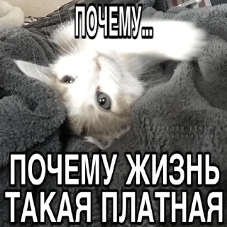 🌟 emoji surikenchik Telegram sticker 6 of 48