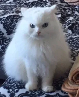 😐 emoji Покажи сиськи Telegram sticker 22 of 80