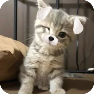 🐱 emoji kurumi Telegram sticker 13 of 23