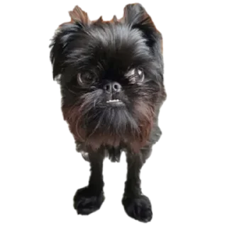 🐶 emoji Арбуз Telegram sticker 10 of 120