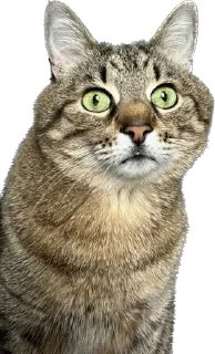 😳 emoji айфон ебёт Telegram sticker 21 of 105