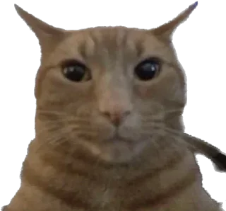 🐱 emoji айфон ебёт Telegram sticker 16 of 105